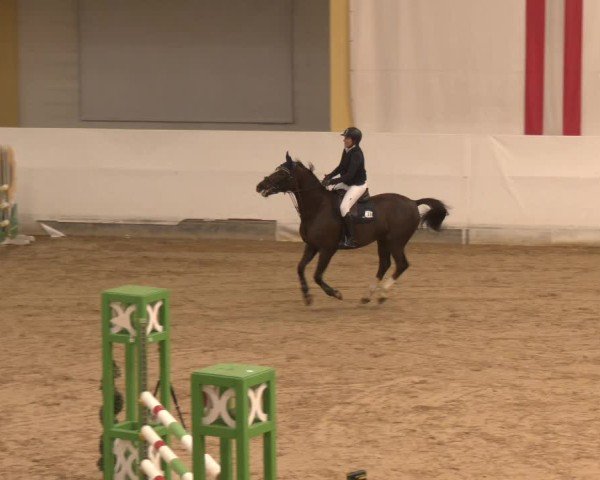 Reitturnier Stadl-Paura 2024