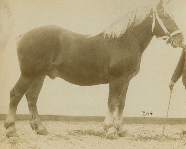 stallion Lucullus (Rhenish-German Cold-Blood, 1900, from Prince de Condé)