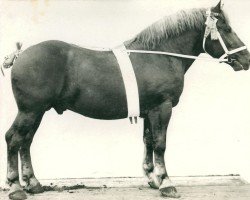 stallion Titus (Rhenish-German Cold-Blood, 1907, from Prince de Condé)