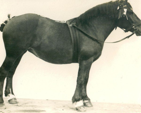 broodmare Alfenide (Rhenish-German Cold-Blood, 1906, from Prince de Condé)