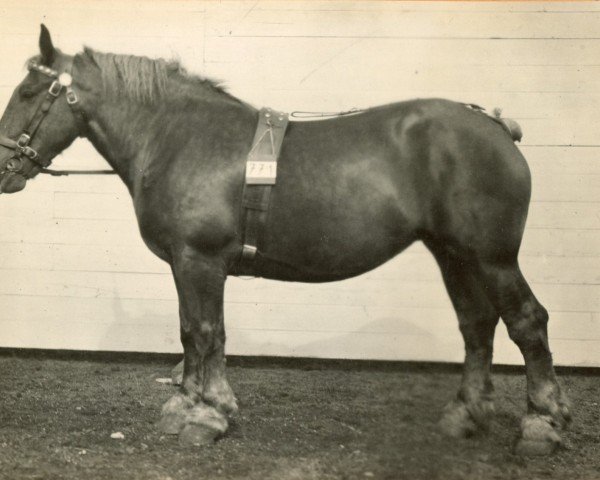 broodmare Najade von Hofstadt (Rhenish-German Cold-Blood, 1920, from Landmann)