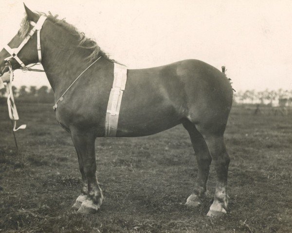 broodmare Primadonna (Rhenish-German Cold-Blood, 1903, from Prince de Condé)