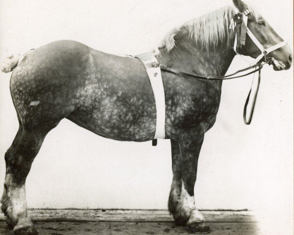 broodmare Sophia RS 4516 (Rhenish-German Cold-Blood, 1905, from Prince de Condé)