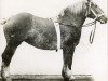 broodmare Sophia RS 4516 (Rhenish-German Cold-Blood, 1905, from Prince de Condé)