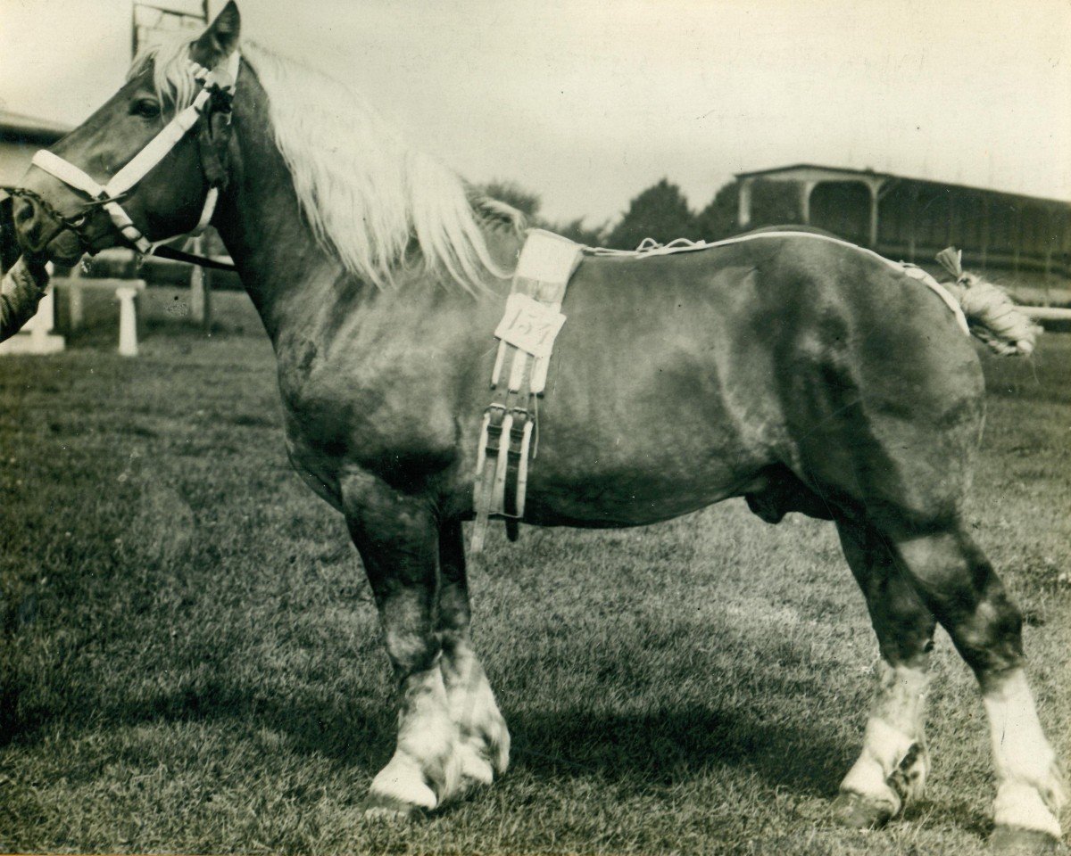 stallion Zorn Ldb Wi. (Rhenish-German Cold-Blood, 1911, from Samuel Ldb Wi)
