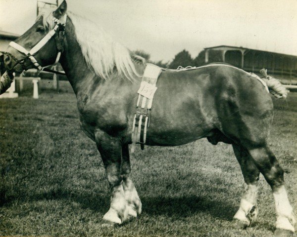 Deckhengst Zorn Ldb Wi. (Rheinisch-Deutsches Kaltblut, 1911, von Samuel Ldb Wi)