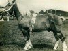 stallion Zorn Ldb Wi. (Rhenish-German Cold-Blood, 1911, from Samuel Ldb Wi)