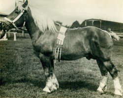 stallion Zorn Ldb Wi. (Rhenish-German Cold-Blood, 1911, from Samuel Ldb Wi)