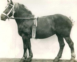 broodmare Undine I (Rhenish-German Cold-Blood, 1907, from Prince de Condé)