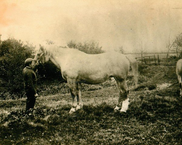 Zuchtstute Duchesse BS 2873 (Brabanter/Belgisches Kaltblut, 1881, von Brillant)