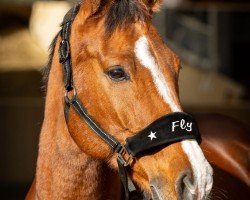 jumper Crazy True Fly (German Horse, 2015, from Crazy true Colour)