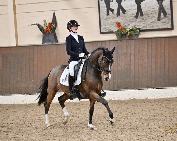 dressage horse Steendieks Dodi Alfajet (German Riding Pony, 2017, from Steendieks Morgensterns Dalai)