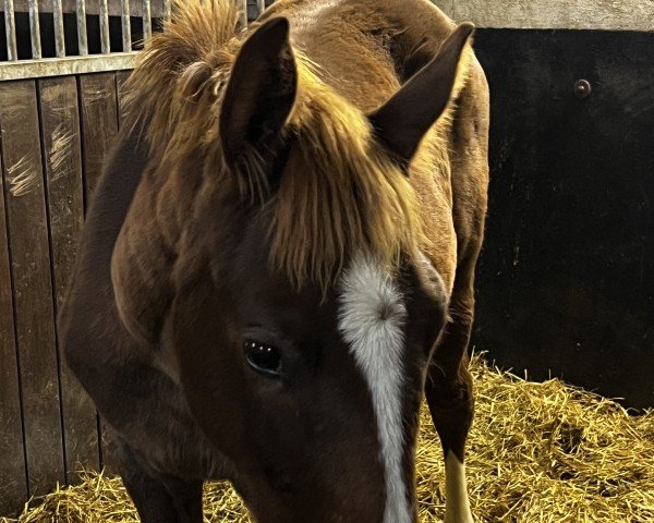 foal by Lovely Lilly (Hanoverian, 2024, from Livaldon)