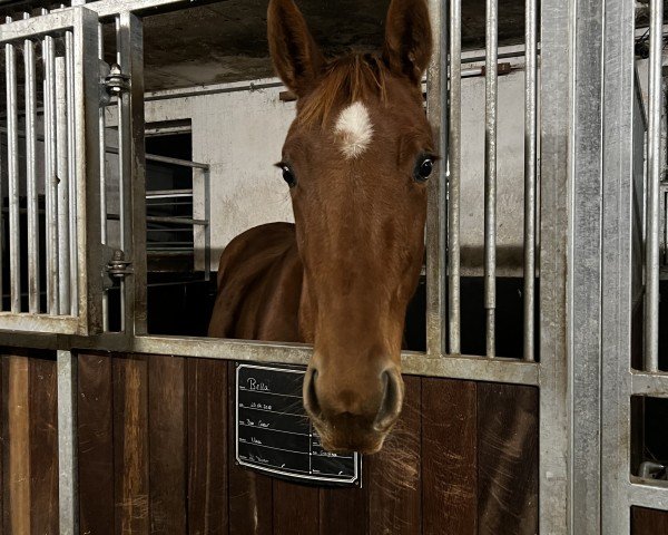 dressage horse Stute von Bon Courage / Bonifatius (Hanoverian, 2022, from Bon Courage 4)