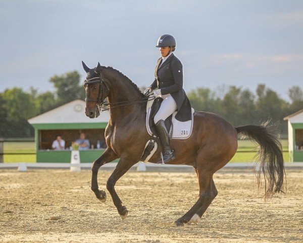 dressage horse Rocky Deluxe (Hanoverian, 2011, from Romancero H)