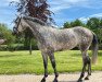 broodmare Special d'amour (Oldenburg show jumper, 2016, from Special Effect)