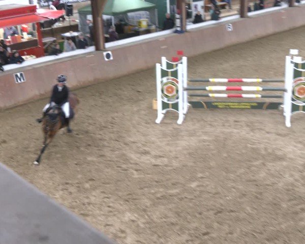 Reitturnier Bad Salzuflen 2024