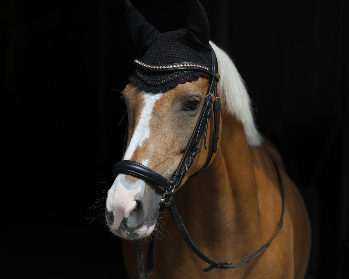 dressage horse Candy 811 (Pony without race description, 2016)