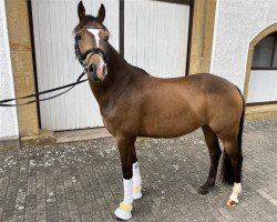 dressage horse Coco Chanel 275 (German Riding Pony, 2013, from FS Champion de Luxe)