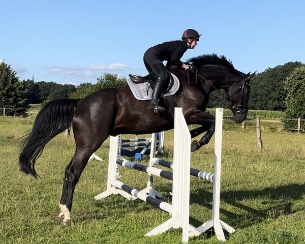 dressage horse Valdez (Hanoverian, 2019, from Vidar)