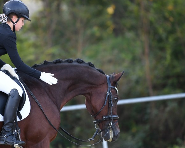 dressage horse Lisnavagh Larry (Irish Sport Horse, 2013, from Gwennic de Goariva)