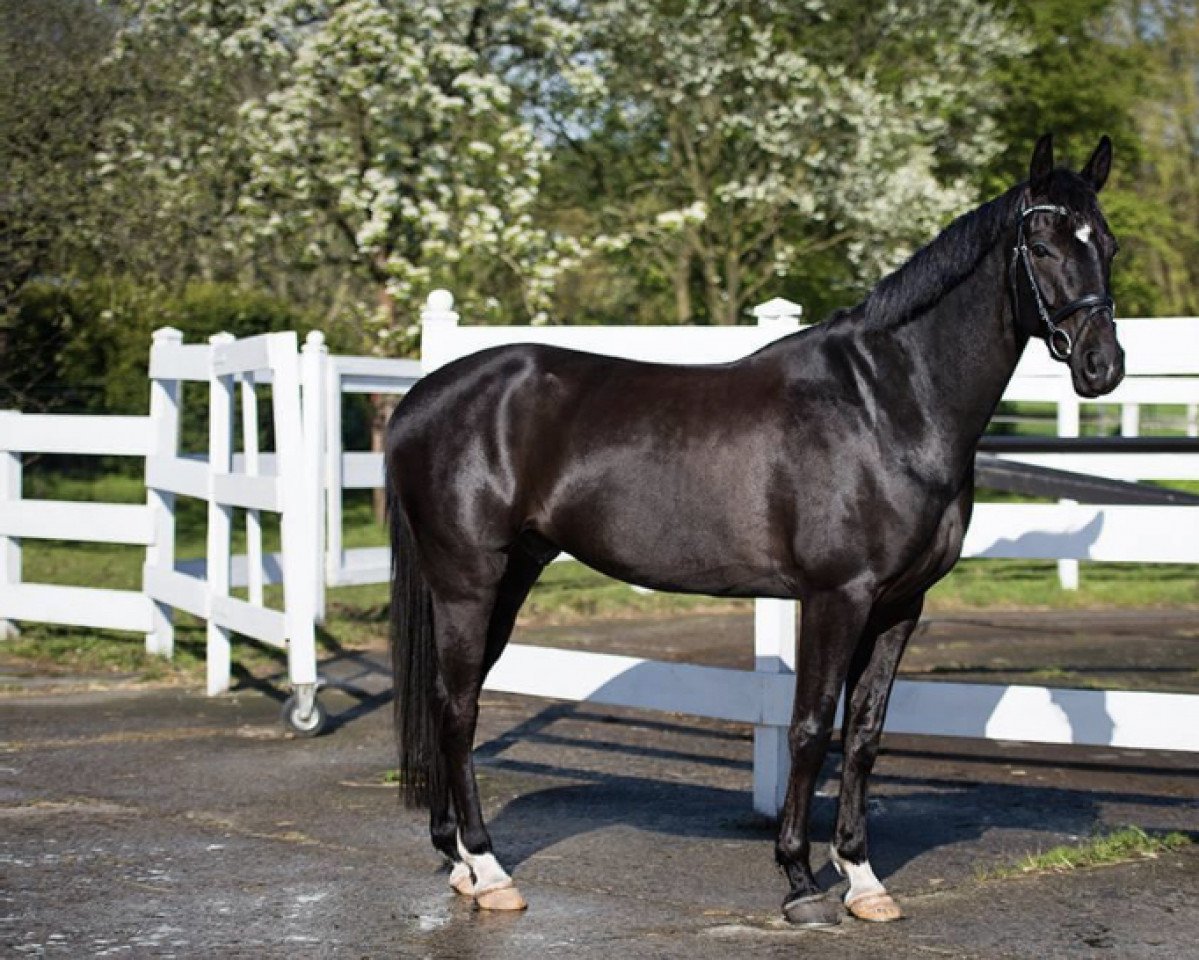 dressage horse Django Unchained (Hanoverian, 2010, from Don Manfredo 2)