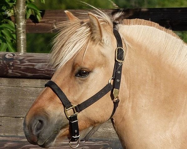 horse Skjöran (Fjord Horse, 2009, from Skagen)