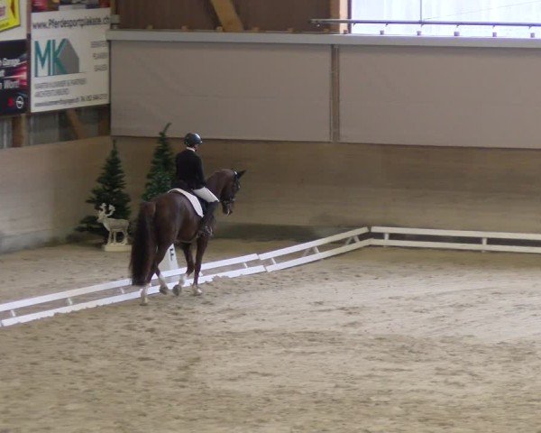 Reitturnier Schaffhausen 2024