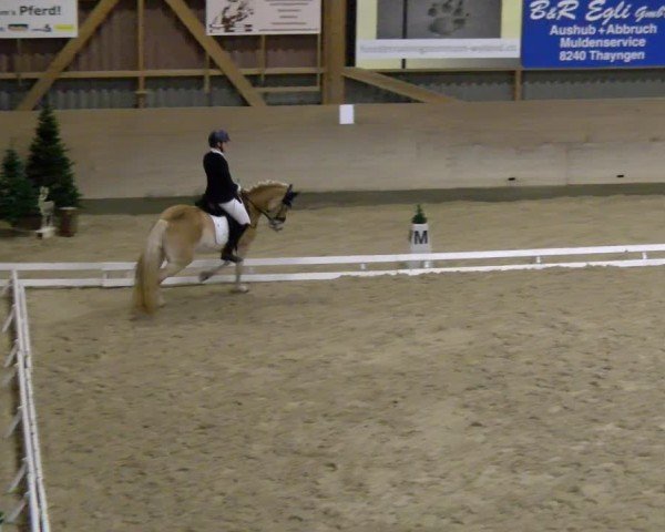 Reitturnier Schaffhausen 2024