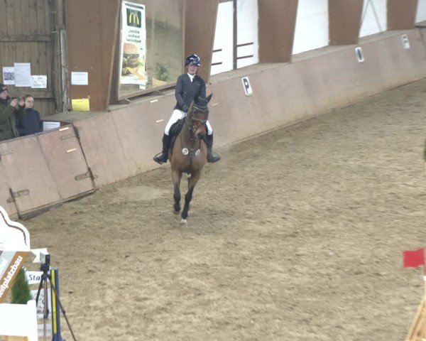 Reitturnier Bad Salzuflen 2024
