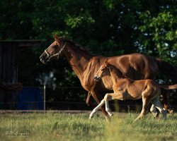 broodmare Sierra Nevada (Oldenburg, 2011, from Sir Donnerhall I)