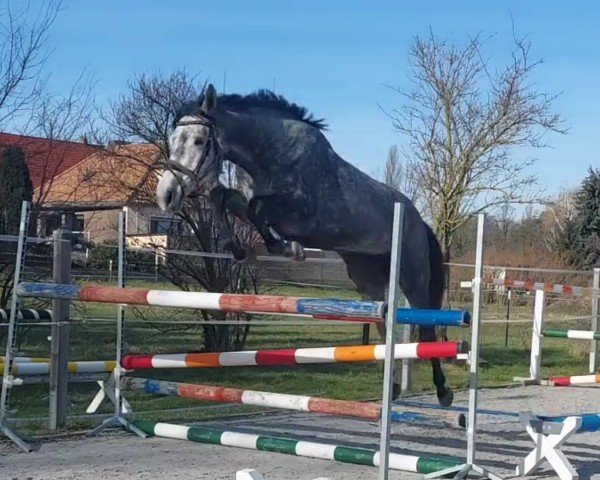 horse Pralinka (Trakehner, 2019, from Diverse)