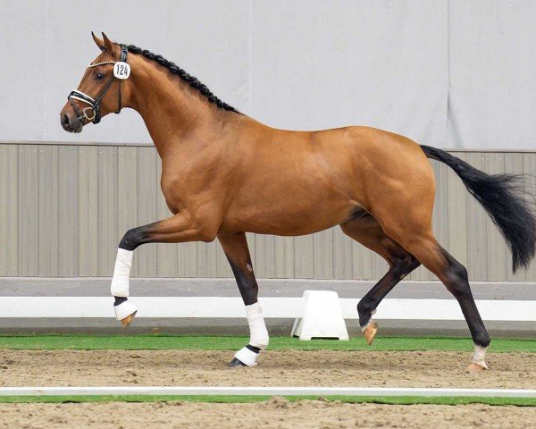 dressage horse Hengst von Franz Joseph Junior / Sir Donnerhall I (Westphalian, 2022, from Franz Joseph Junior)