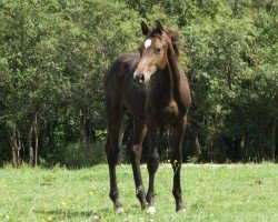 Springpferd Tobago‘s Moose (Holsteiner, 2024, von Tobago Z)