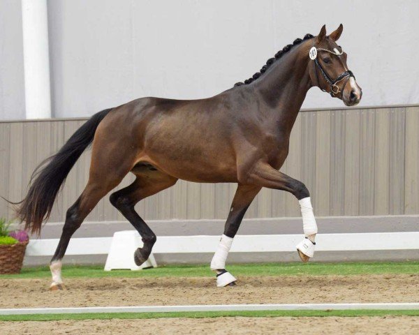 Dressurpferd Hengst von Sir Heinrich / Rocky Lee (Westfale, 2022, von Sir Heinrich OLD)