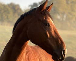 jumper Kingsley 18 (Oldenburg show jumper, 2016, from Kannan)