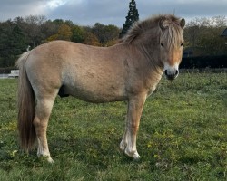 horse Idefix von der Marien-Quelle (Fjord Horse, 2022, from Isko)