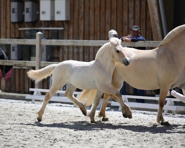 foal by Sweet Dream von der Marien-Quelle (Fjord Horse, 2024, from Isko)