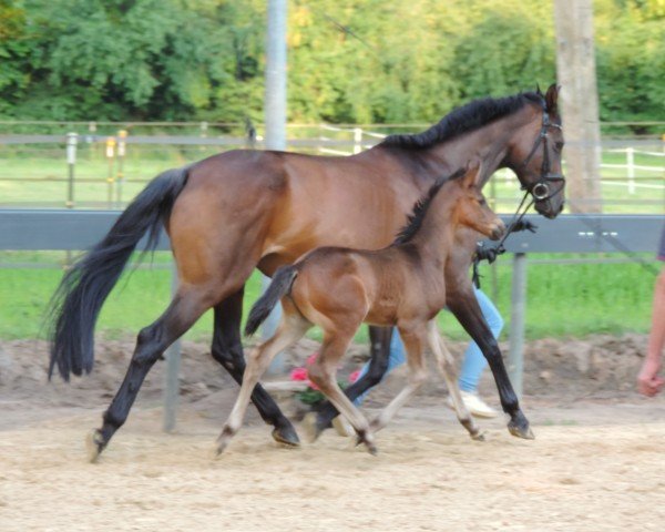 foal by Incredible (Trakehner, 2024, from Gaspard 10)