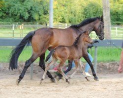 Fohlen von Incredible (Trakehner, 2024, von Gaspard 10)