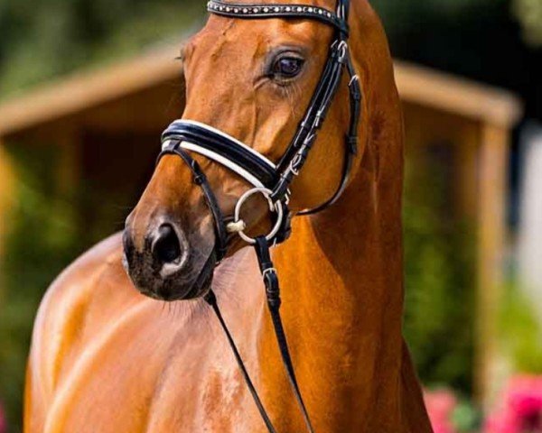 broodmare Zafira (Westphalian, 2020, from Blue Hors Zackerey)