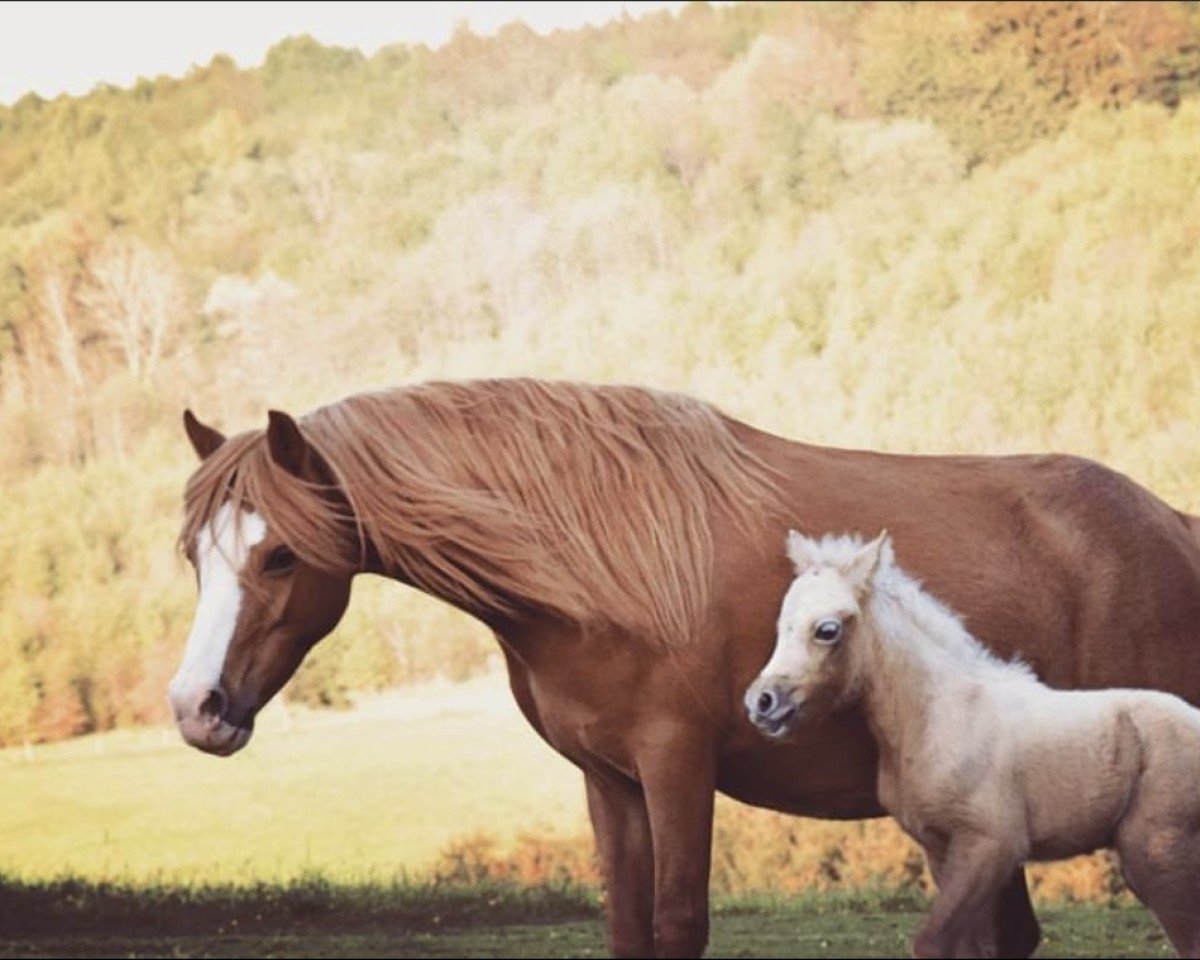 Zuchtstute Ramonshof Tria (Welsh Mountain Pony (Sek.A), 2008, von Forlan Tomboy)