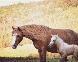 broodmare Ramonshof Tria (Welsh mountain pony (SEK.A), 2008, from Forlan Tomboy)