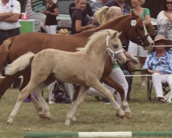 horse Ramonshof First Selection (Welsh mountain pony (SEK.A), 2015, from Powys Fflach)