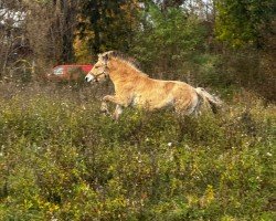 horse Infinity von der Marien-Quelle (Fjord Horse, 2022, from Immortel d'Ober)