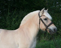 broodmare Samenta (Fjord Horse, 2017, from Kelvin)