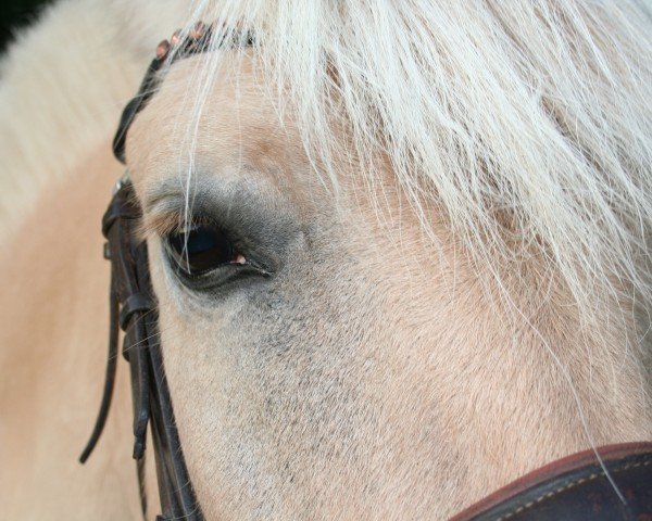 broodmare Samenta (Fjord Horse, 2017, from Kelvin)