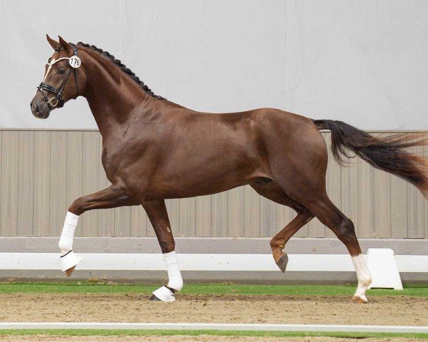 dressage horse Hengst von Toto Gold / Floriscount (Westphalian, 2022, from Toto Gold)