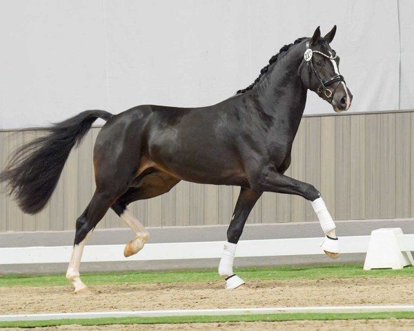 dressage horse Hengst von Valdiviani / Christ (Hanoverian, 2022, from Valdiviani)