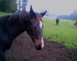 dressage horse Schacaja (Pinto/Hunter, 2006, from Sunny Boy)